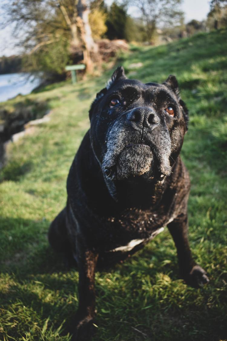 Sad Cane Corso looking upwards