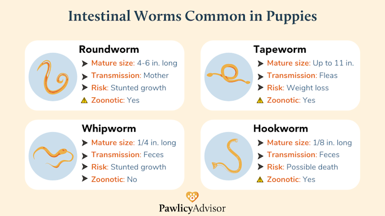 how many times do puppies need dewormed