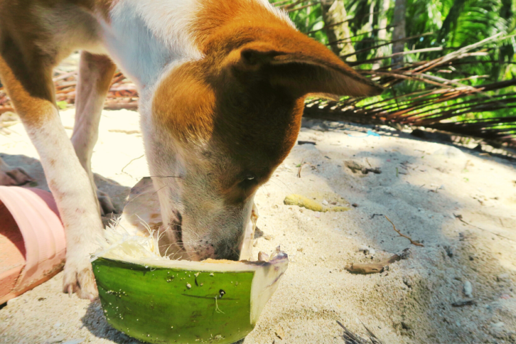 Dog eats coconut on the beach