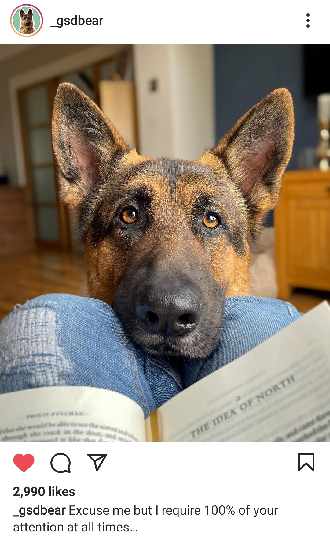 German shepherd 2024 breed information