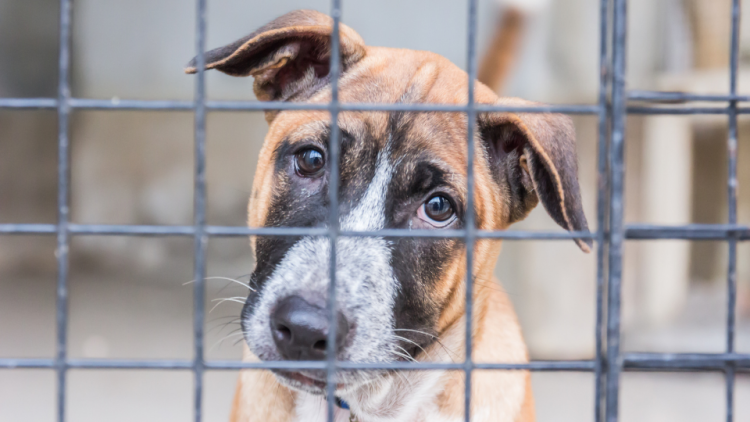 Dog with tilted head and sad eyes in shelter behind fence