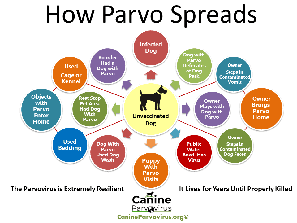How Much Does It Cost to Treat Parvo 