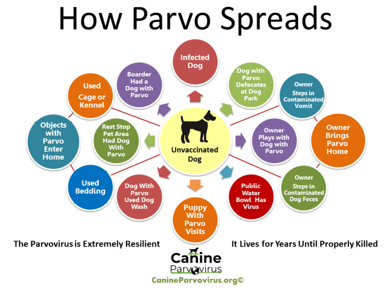 How Much Does It Cost to Treat Parvo? Pawlicy Advisor