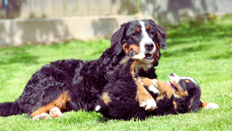 Bernese Mountain Dog mother plays with her puppy