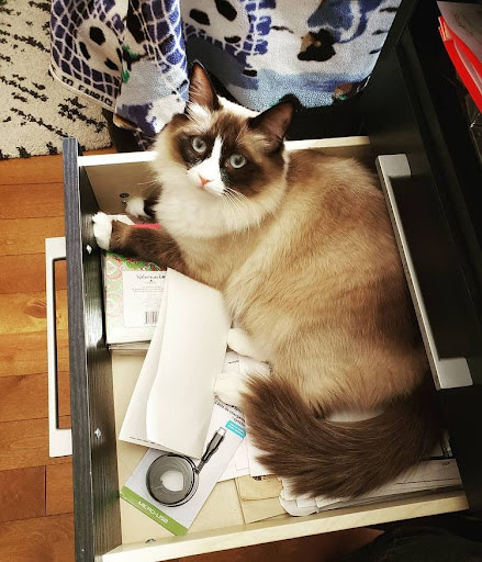 organization cat