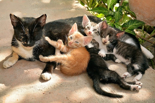 Cat nursing a variety of kittens