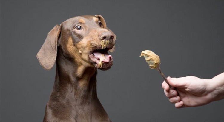 person feeding dog with peanut butter