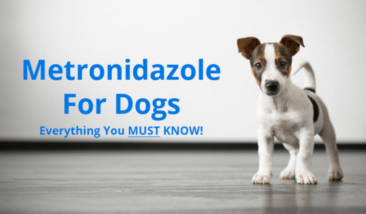Metronidazole For Dogs Uses Dosage And Side Effects Pawlicy Advisor
