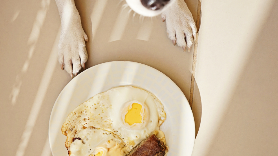 are fried eggs bad for dogs
