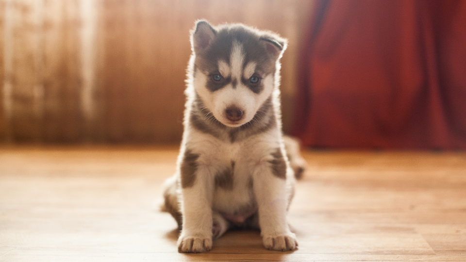 1 month old store husky