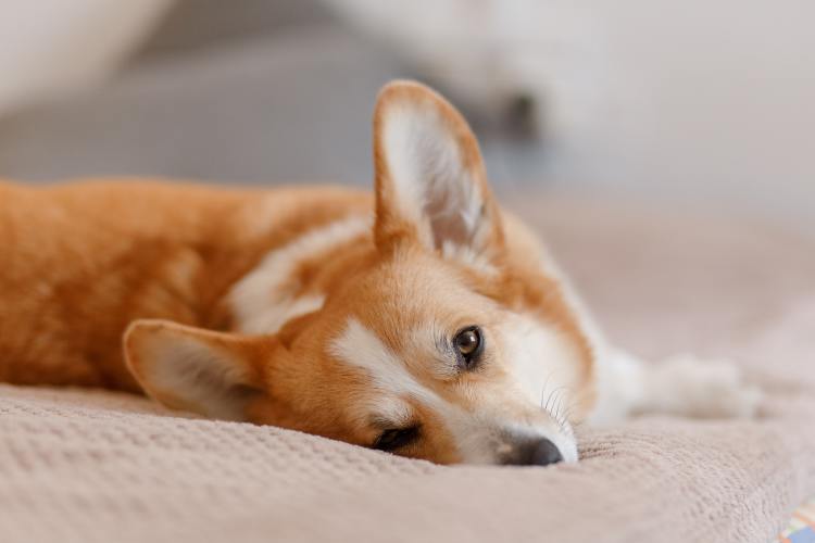 Sleepy Corgi lying on dog bed.