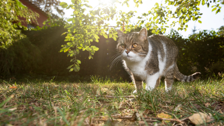 Outdoor cat walks through grass in sunlight