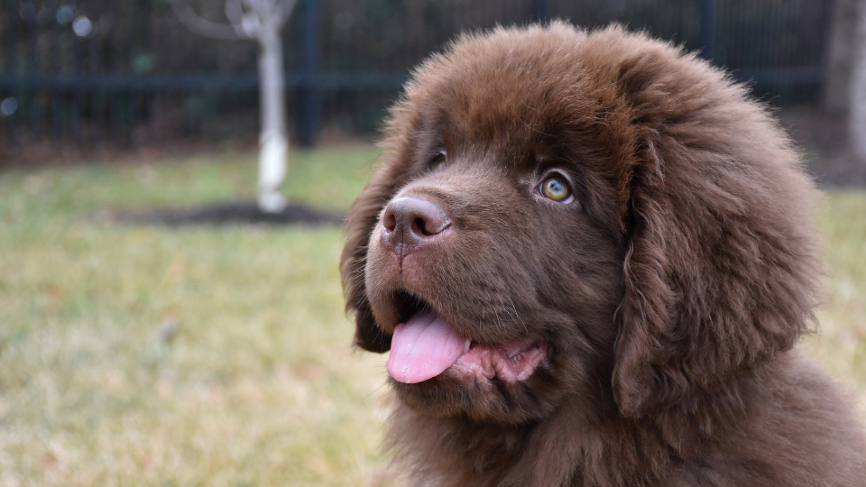 how much is a newfoundland dog cost