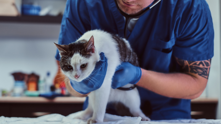 男性兽医正在检查猫的腹部