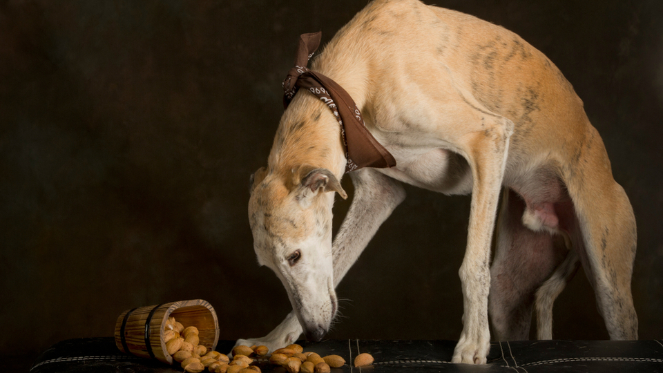 3 Types of Nuts That Are Safe for Dogs to Eat Pawlicy Advisor