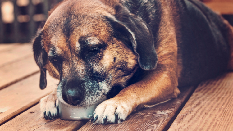 Dog eating from a can of tuna