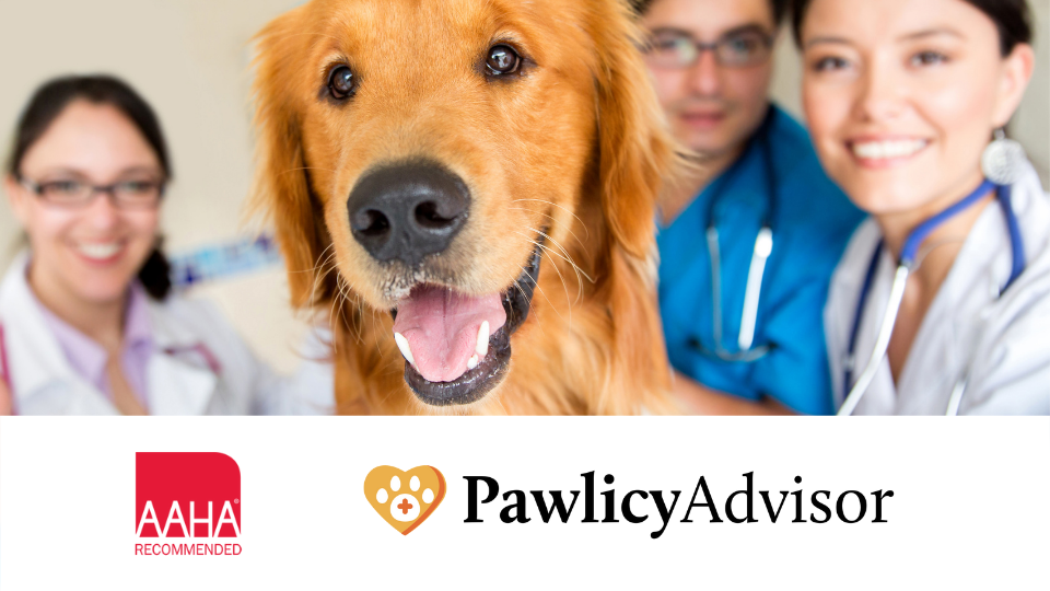 Top 5 Tax Deductions for Pet Owners in 2024 Pawlicy Advisor