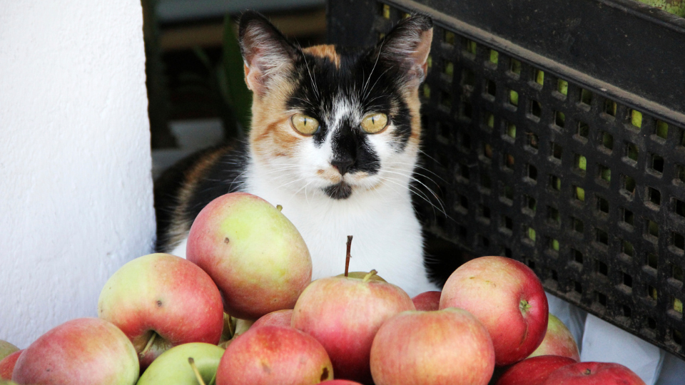 apple juice for cats