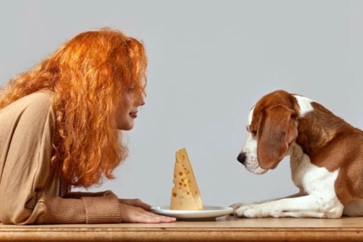 beagle and woman next to plate of cheese