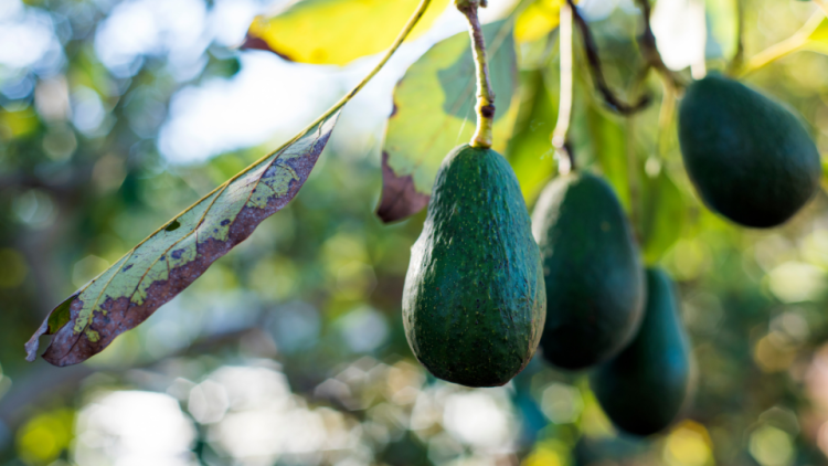 Select focus of avocado tree