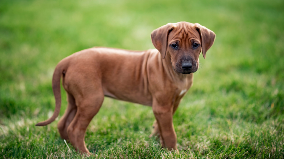 Rhodesian Ridgeback Size Growth by Weight & Age |
