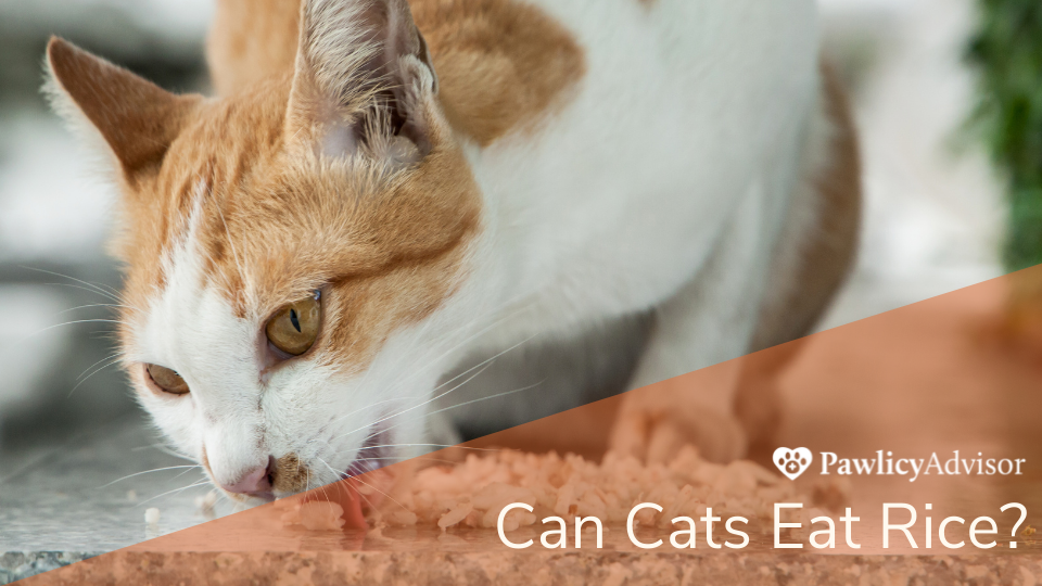 Can Cats Eat Rice Here s Everything You Need to Know Pawlicy Advisor