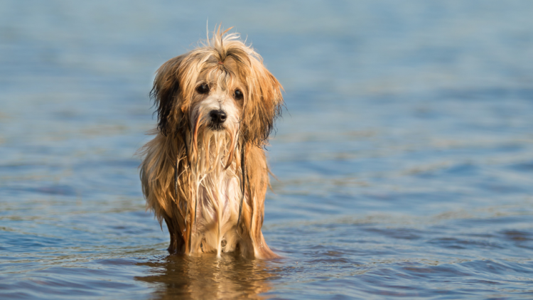 Havanese dog enjoying the water