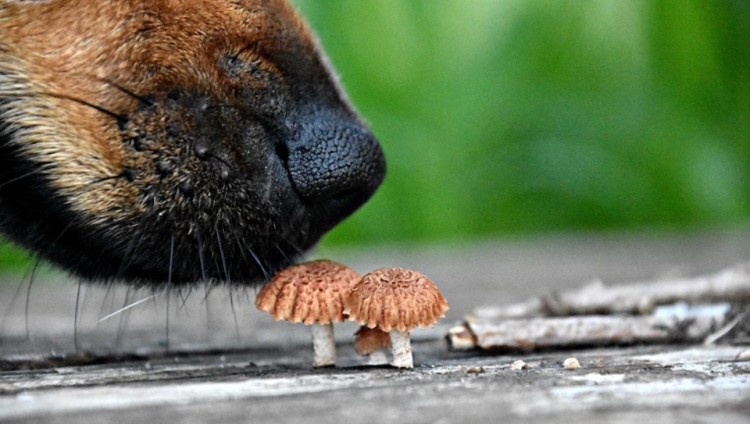 dog smelling a mushroom