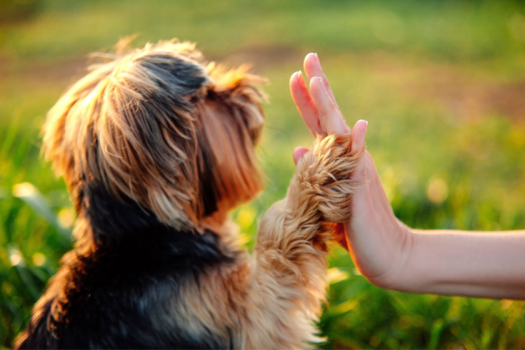 Yorkshire Terrier gives hand high-five with paw