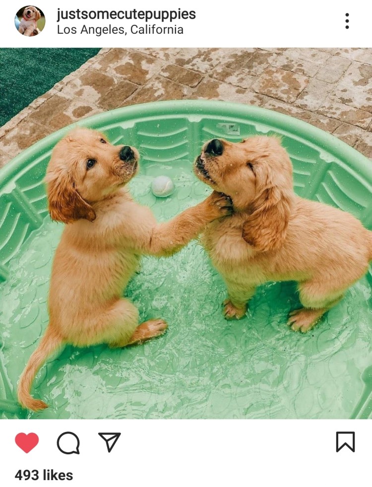 Justsomecutepuppies Instagram