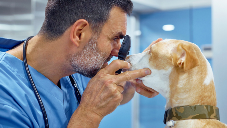 Veterinarian examines a dog's eyes
