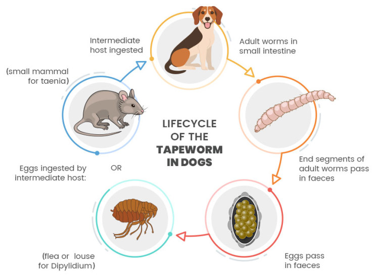do tapeworms cause diarrhea in puppies