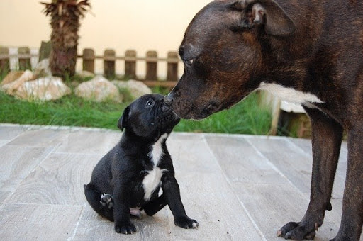 Black dog nuzzles puppy
