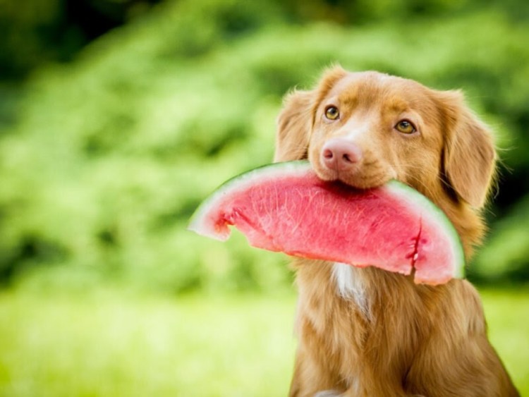 dog holding  watermelon