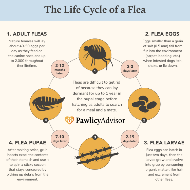 life cycle of fleas