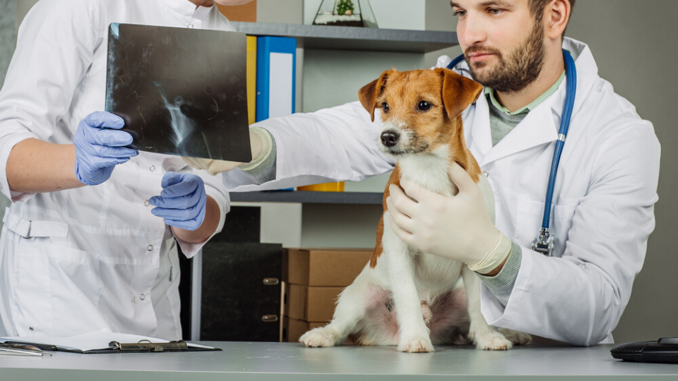 how much does dog xrays cost