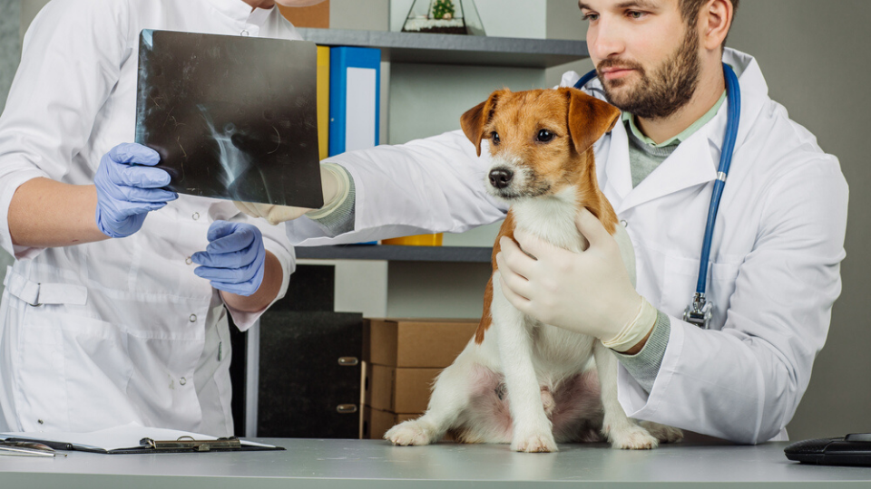 how much are xrays for a dog