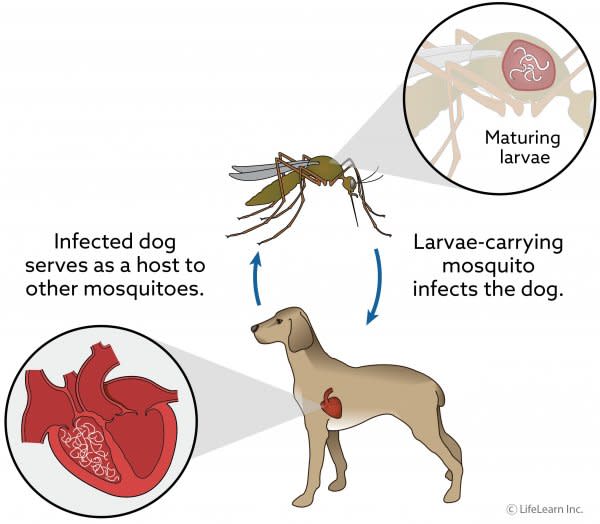 heartworm disease in dogs diagram
