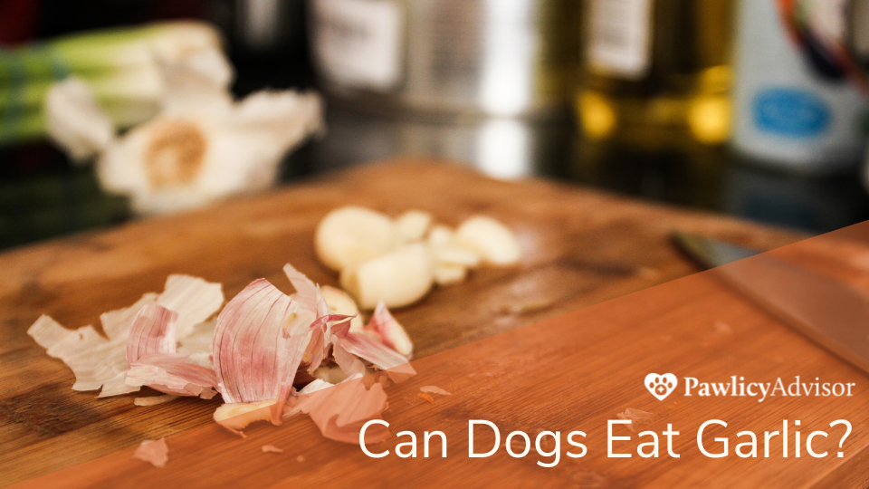 Dogs eat best sale garlic powder