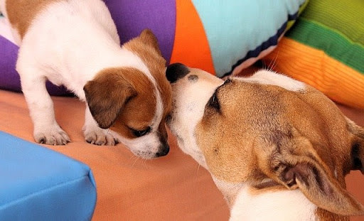 Jack Russell Terrier with puppy