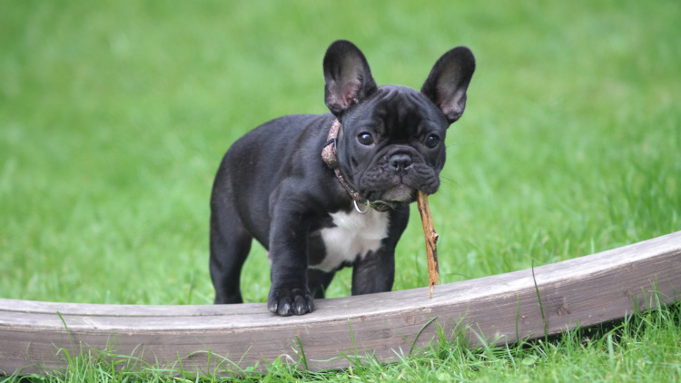 Black and white French Bulldog stepping on brown wood.