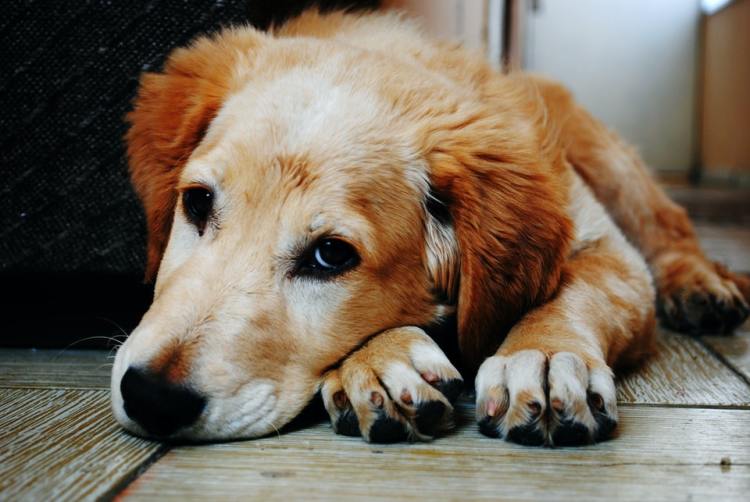 tired dog laying on the floor