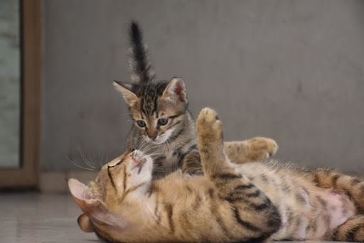 Brown spotted cat and kitten