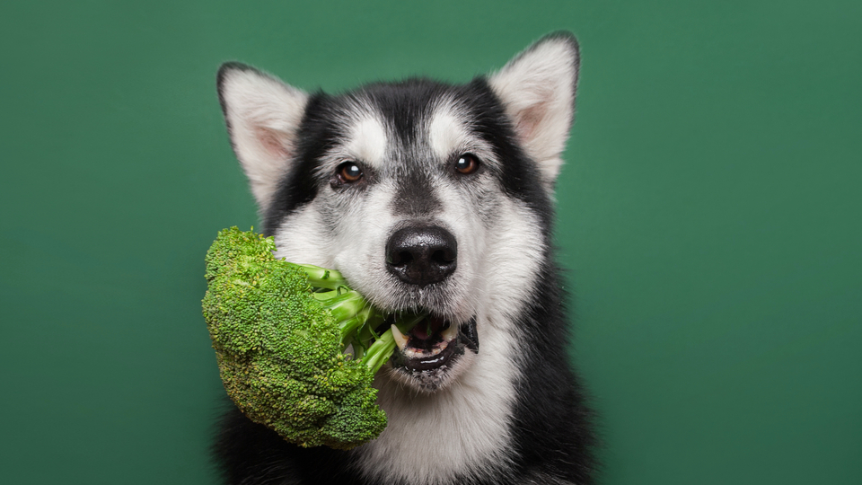 can husky puppies eat almonds