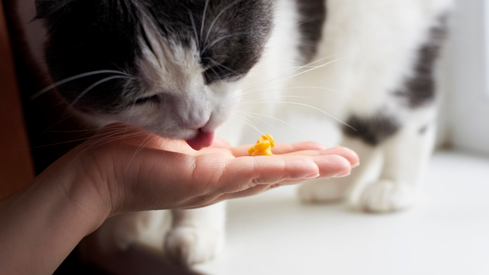 is corn oil safe for cats