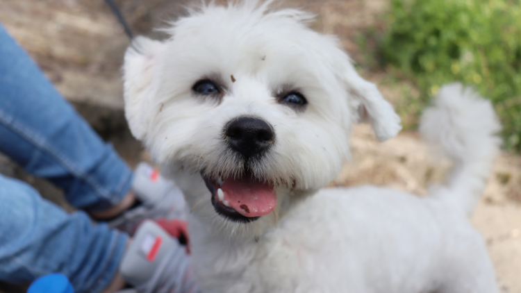 Maltese dog smiling