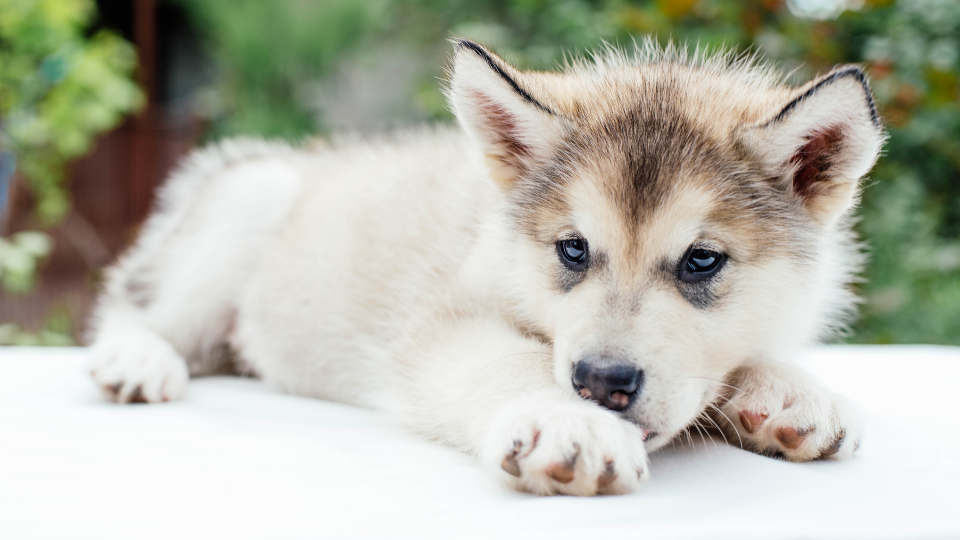 does the alaskan malamute grow big