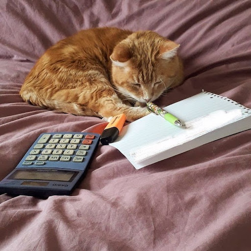homework cat