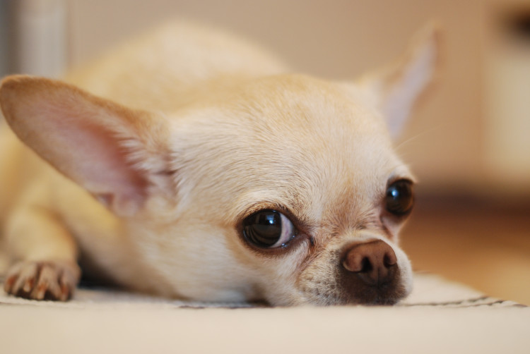 Chihuahua lying on white blanket