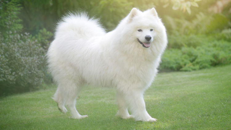 full sized samoyed dog profile